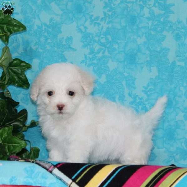 Jayne, Maltipoo Puppy